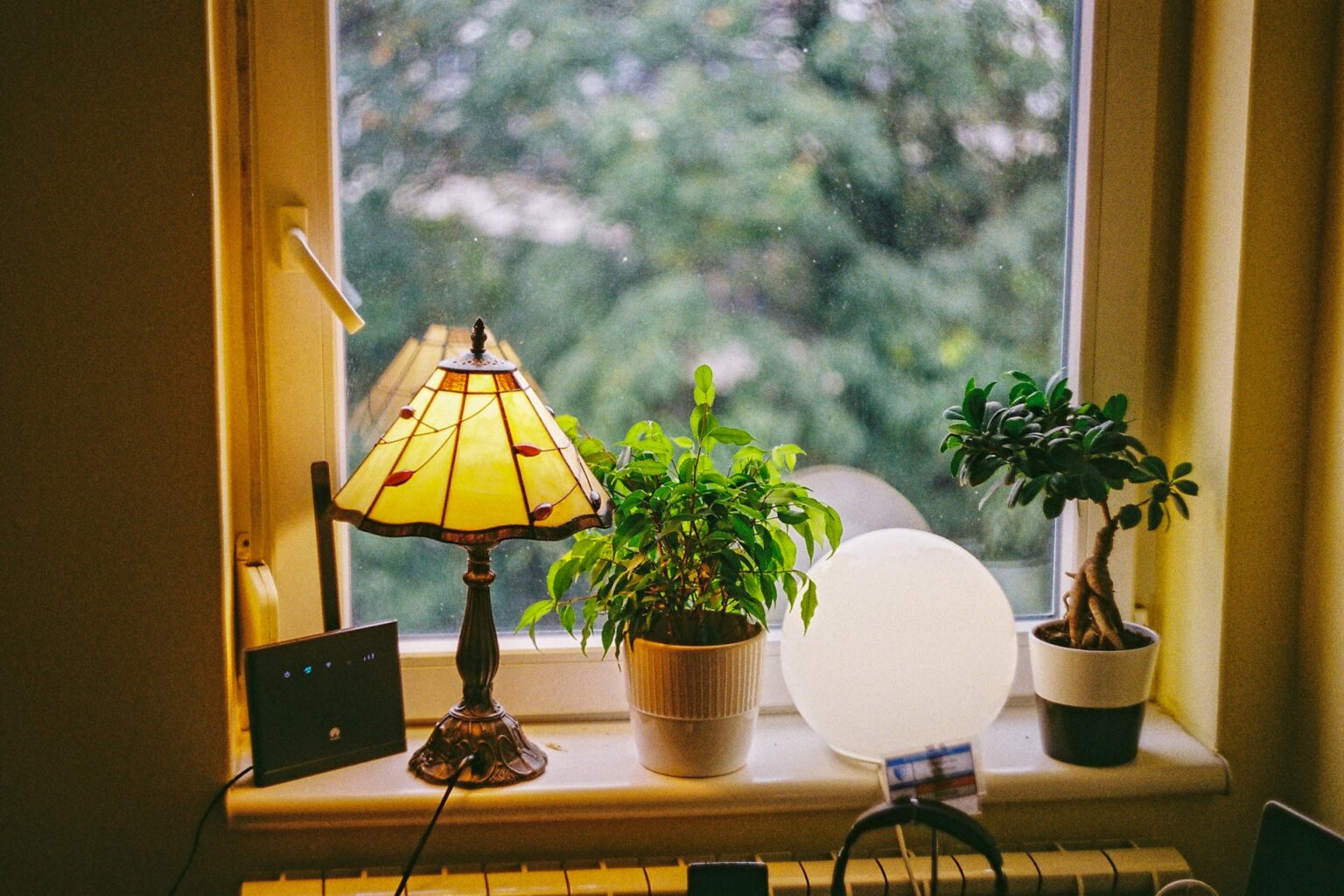 Top Indoor Plants for EMF Protection EMF Empowerment